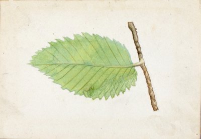 Gezackter Blattrand-Raupe, späte 19. bis frühe 20. Jahrhundert von Emma Beach Thayer