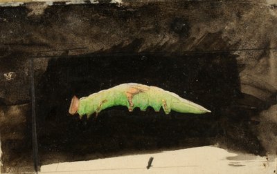 Größere gefleckte Strandblatt-Randraupe, Studie für das Buch Concealing Coloration in the Animal Kingdom von Emma Beach Thayer