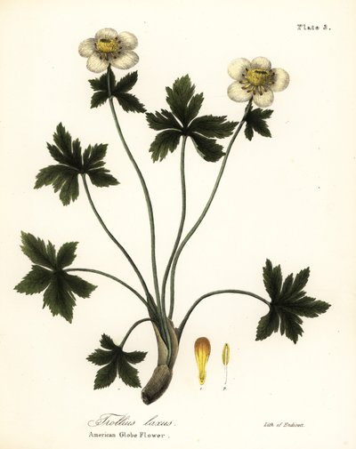 Amerikanische Kugelblume, Trollius laxus von Endicott Endicott