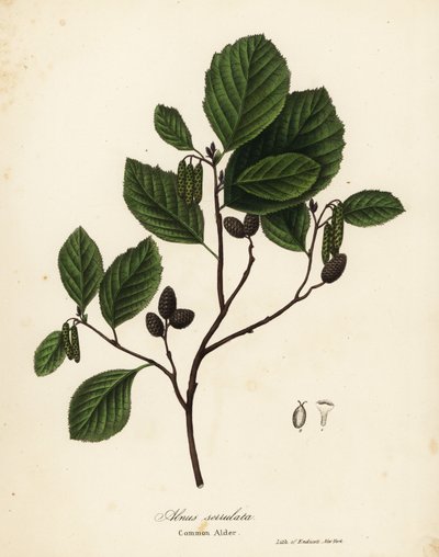 Gemeine Erle, Alnus serrulata von Endicott Endicott