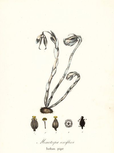 Geisterpflanze, Geisterrohr, Indianerpfeife oder Leichenpflanze, Monotropa uniflora von Endicott Endicott