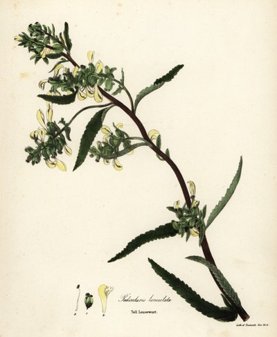 Hohe Läusekraut, Pedicularis lanceolata von Endicott Endicott