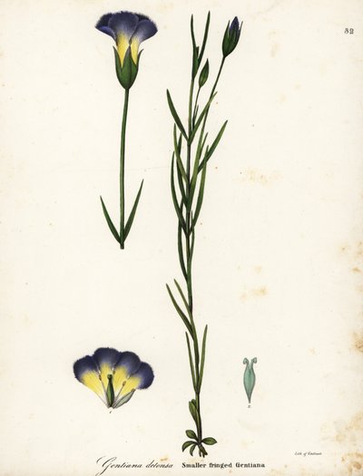 Windmühlen-Fransenenzian, Gentianopsis detonsa (Kleinfransiger Enzian, Gentiana detonsa) von Endicott Endicott