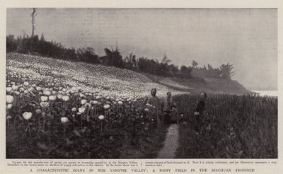 Eine charakteristische Szene im Yangtse-Tal, ein Mohnfeld in der Provinz Szechuan von English Photographer