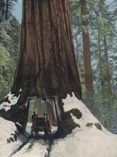 Ein Riesenbaum von English Photographer