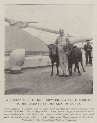 Ein koreanisches Geschenk an König Edward, Rinder, die Seiner Majestät vom König von Korea überreicht wurden von English Photographer