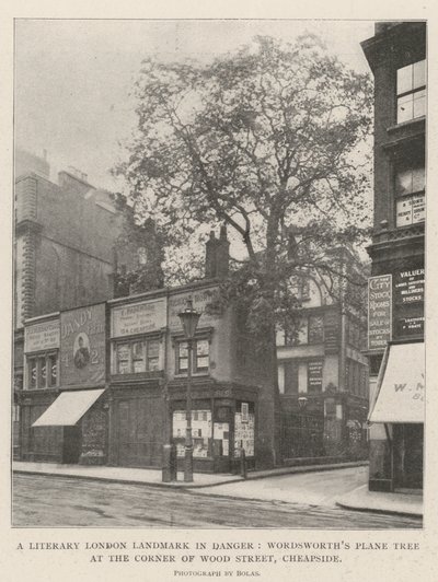 Ein literarisches Wahrzeichen Londons in Gefahr, Wordsworths Platane an der Ecke von Wood Street, Cheapside von English Photographer