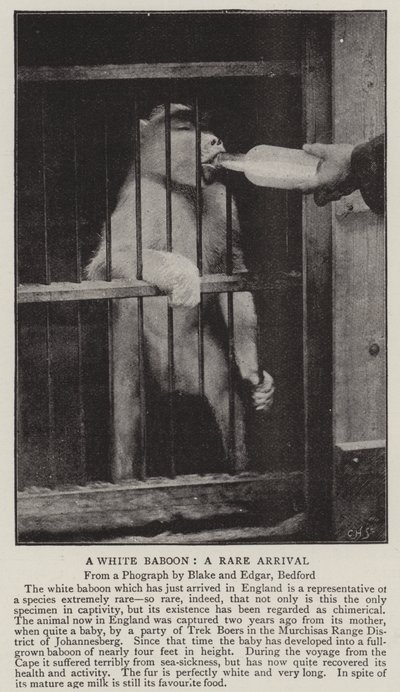 Ein weißer Pavian, eine seltene Ankunft von English Photographer