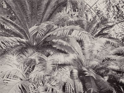 Eine Gruppe von Cycads im Palmenhaus in Kew von English Photographer