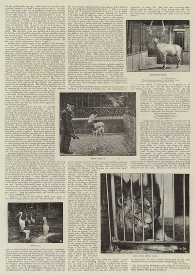 Ein Amateurfotograf im Zoo von English Photographer