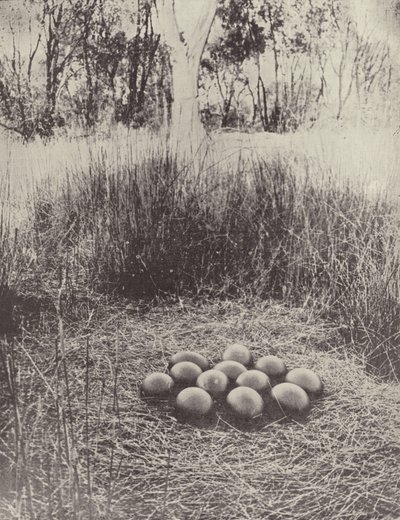 Ein Emunest von English Photographer
