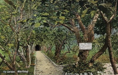 Alte Feigengärten in Tarring, Worthing, Sussex, die den ältesten Feigenbaum in England beanspruchen, gepflanzt von Thomas Becket (Foto) von English Photographer