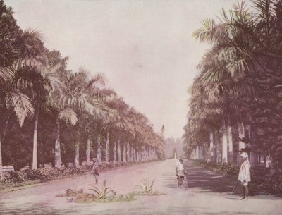 Palmenallee, Botanische Gärten, Kalkutta von English Photographer