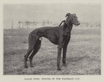 Black Fury, Gewinner des Waterloo Cups von English Photographer