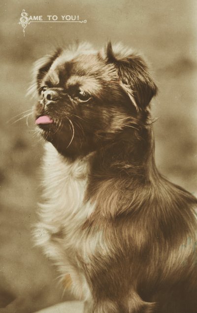 Hund streckt die Zunge heraus von English Photographer
