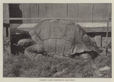 Gigantische Landschildkröte auf Mauritius von English Photographer