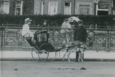 Ziegengezogener Transport von English Photographer