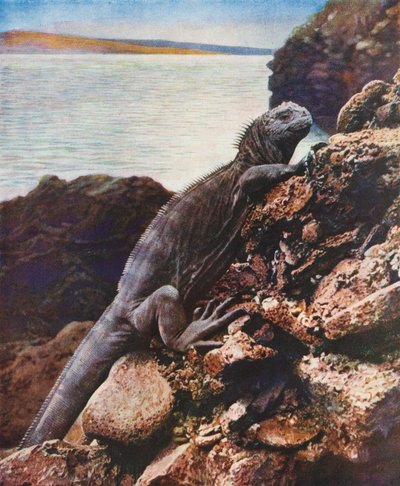 Große Meerechse auf einer der Galapagos-Inseln von English Photographer