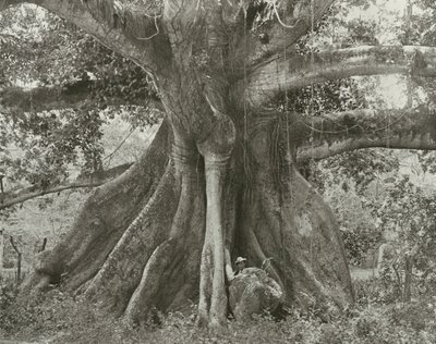 Jamaika: Tom Cringles Baumwollbaum, Spanish Town Road von English Photographer