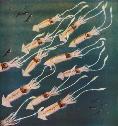 Leuchtende Kalmare oder Tintenfische im Japanischen Meer von English Photographer