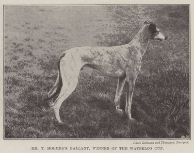 Mr. T. Holmess Gallant, Gewinner des Waterloo Cups von English Photographer