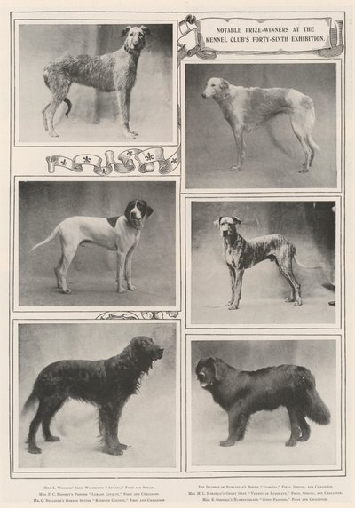 Bemerkenswerte Preisträger bei der sechsundvierzigsten Ausstellung des Kennel Clubs von English Photographer