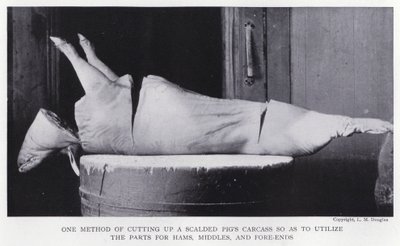 Eine Methode, den Kadaver eines verbrühten Schweins zu zerlegen, um die Teile für Schinken, Mittelteile und Vorderenden zu nutzen von English Photographer
