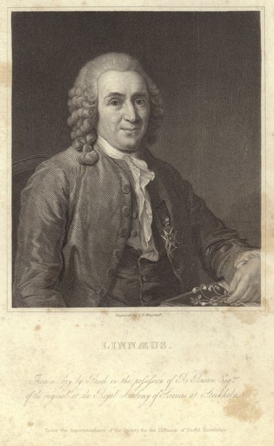 Porträt von Carl Linnaeus von English Photographer