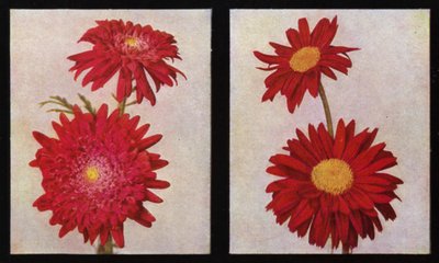 Pyrethrum, Kelway