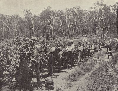 Himbeerpflücker bei der Arbeit, Wandin Yallock von English Photographer
