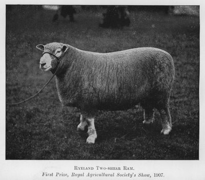 Ryeland-Zweijähriger Widder, Erster Preis, Royal Agricultural Society