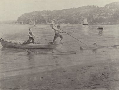 Haifischfang, Chowder Bay von English Photographer