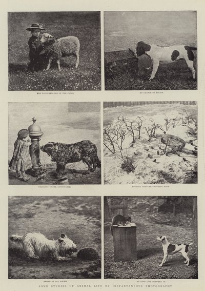 Einige Studien des Tierlebens durch Momentaufnahmen von English Photographer