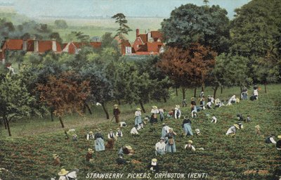 Erdbeerpflücker auf den Feldern in Orpington, Kent (Foto) von English Photographer