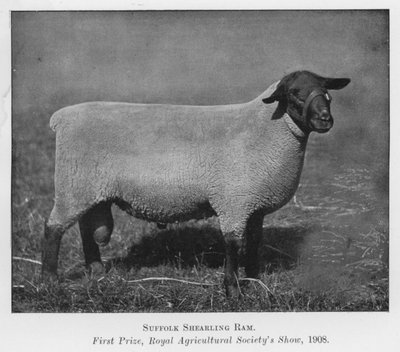 Suffolk-Jährlingswidder, Erster Preis, Royal Agricultural Society