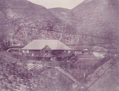 Teeplantage, Ceylon von English Photographer