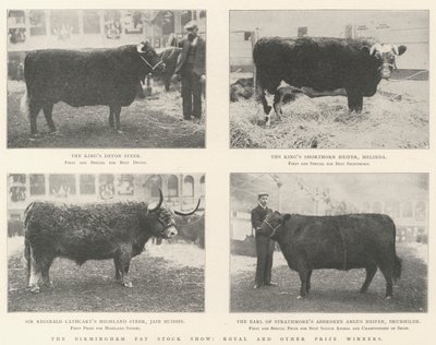 Die Birmingham Fat Stock Show, königliche und andere Preisträger von English Photographer