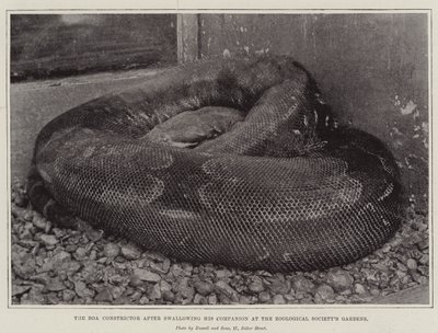 Die Boa Constrictor nach dem Verschlingen ihres Gefährten im Zoologischen Garten von English Photographer