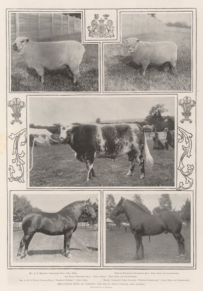 Die Viehschau in Cardiff, der königliche Preisträger und andere von English Photographer