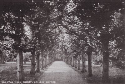 Der Lindenweg, Trinity College, Oxford von English Photographer