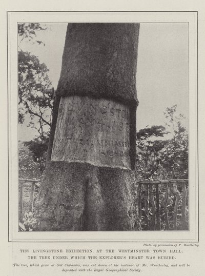 Die Livingstone-Ausstellung im Westminster Town Hall, der Baum, unter dem das Herz des Entdeckers begraben wurde von English Photographer