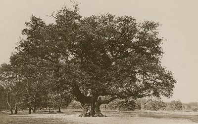Die Major Oak, Sherwood Forest von English Photographer