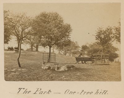 Der Park - One Tree Hill, Greenwich von English Photographer