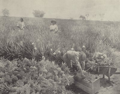 Die Ananas von English Photographer