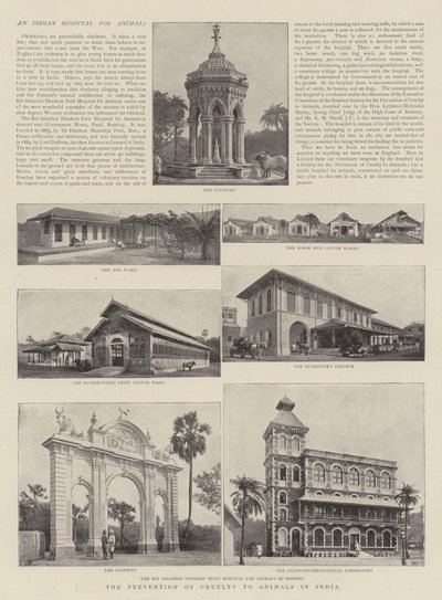 Die Verhinderung von Tierquälerei in Indien von English Photographer
