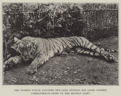 Die Tigerin, die den verstorbenen General Sir James Dormer, Oberbefehlshaber der Madras-Armee, verwundet hat von English Photographer