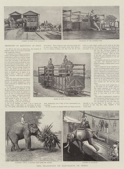 Der Transport von Elefanten in Indien von English Photographer