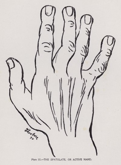 Die spatelförmige oder aktive Hand (s/w Foto) von English Photographer
