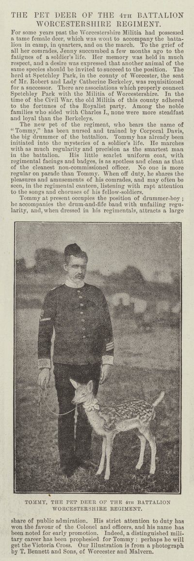 Tommy, das Haustier-Reh des 4. Bataillons Worcestershire Regiment von English Photographer