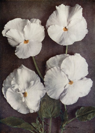 Veilchen, Purity, Mrs H Pearce, Mad A Gray und Snowflake von English Photographer